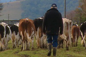 FarOutQld's tweet photo. FNQ #dairy farmers forced to send excess milk south while local hospitals supplied from 2000kms away. Wait... what? https://t.co/LVUjpRz1G1 https://t.co/v2mp1jKTjz
