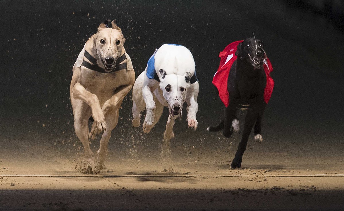 Fast and Furious! Learn how to shoot some amazing #greyhound racing in this fab location bit.ly/2uF8mSJ <a href="/photographyblog/">photographyblog</a> #photo