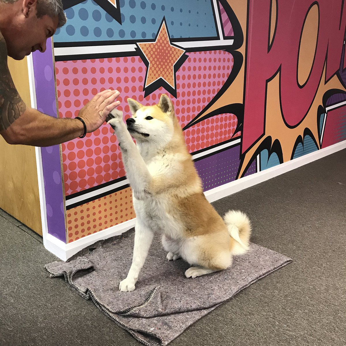 Corp_Events_UK's tweet photo. Today's apprentice! ๐ ๐ถ #dogsoftwitter #eventprofs #eventice https://t.co/EoPQHpIYHE