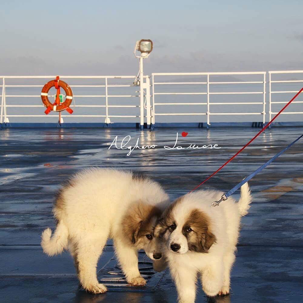 algherodamare's tweet photo. Arrivo in Sardegna, destinazione Alghero per vacanze dogfriendly
Andare in vacanza con i propri amici è un lusso!❤️
#algherodamare #algher… https://t.co/PzCE14bJBE