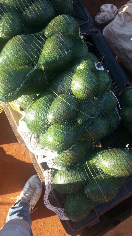 anelemkumla's tweet photo. Bumped into Charles on the facebook #Banting page. He comes to Joburg every 3rd week, a 3kg bag is only R40! #BudgetBanting https://t.co/vjOSWHbDTJ
