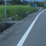 本当にそう見えるw田んぼにフラミンゴ立ってると思ったら石炭だったw