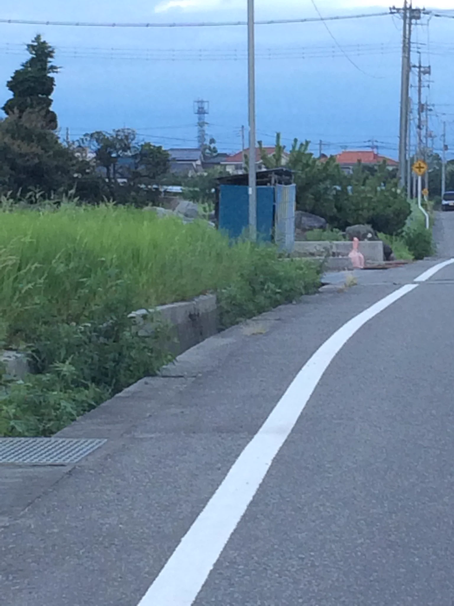 本当にそう見えるww田んぼにフラミンゴ立ってると思ったら石炭だったww