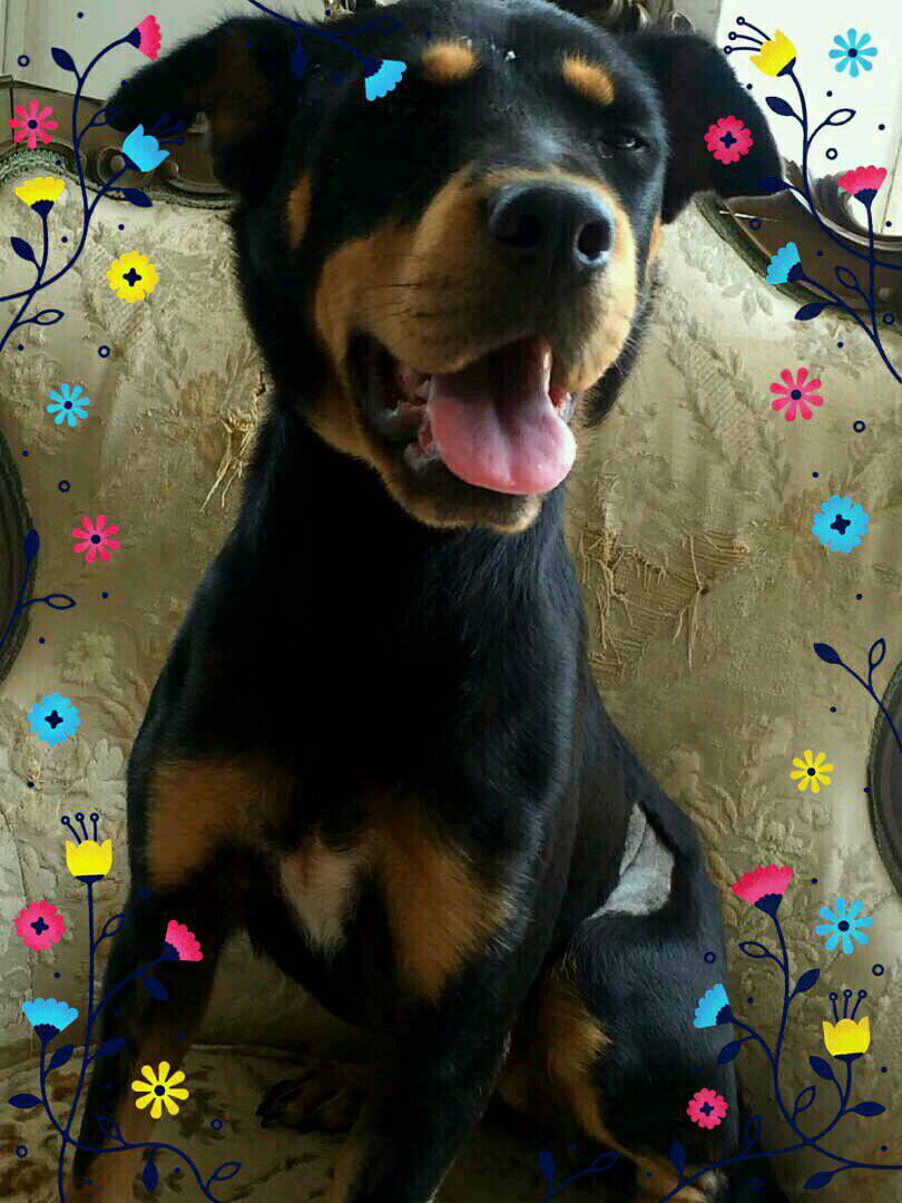 PerroUsuario's tweet photo. RT @Naty_carola:LUNA BUSCA HOGAR mestiza de rotwailler 1 a esterilizada, dulce,cuidadora vacunada #Ccs 🙏🏽04142728093 https://t.co/m3qHtu8TSr