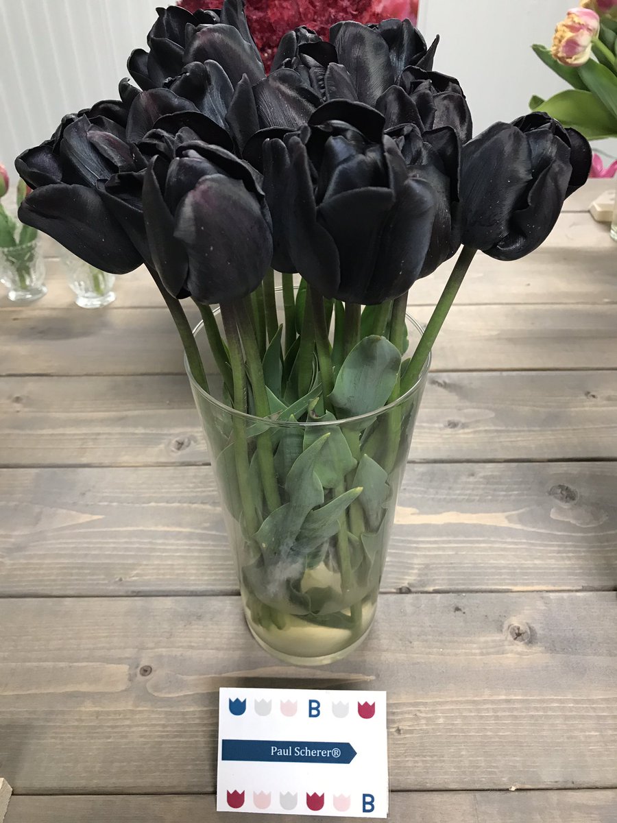 BolthaBV's tweet photo. 🖤Tulp 'Paul Scherer'🖤
We zijn ze nu aan het afleveren #tulp #tulpen #Paulscherer #Boltha https://t.co/Ll07B6dKjn