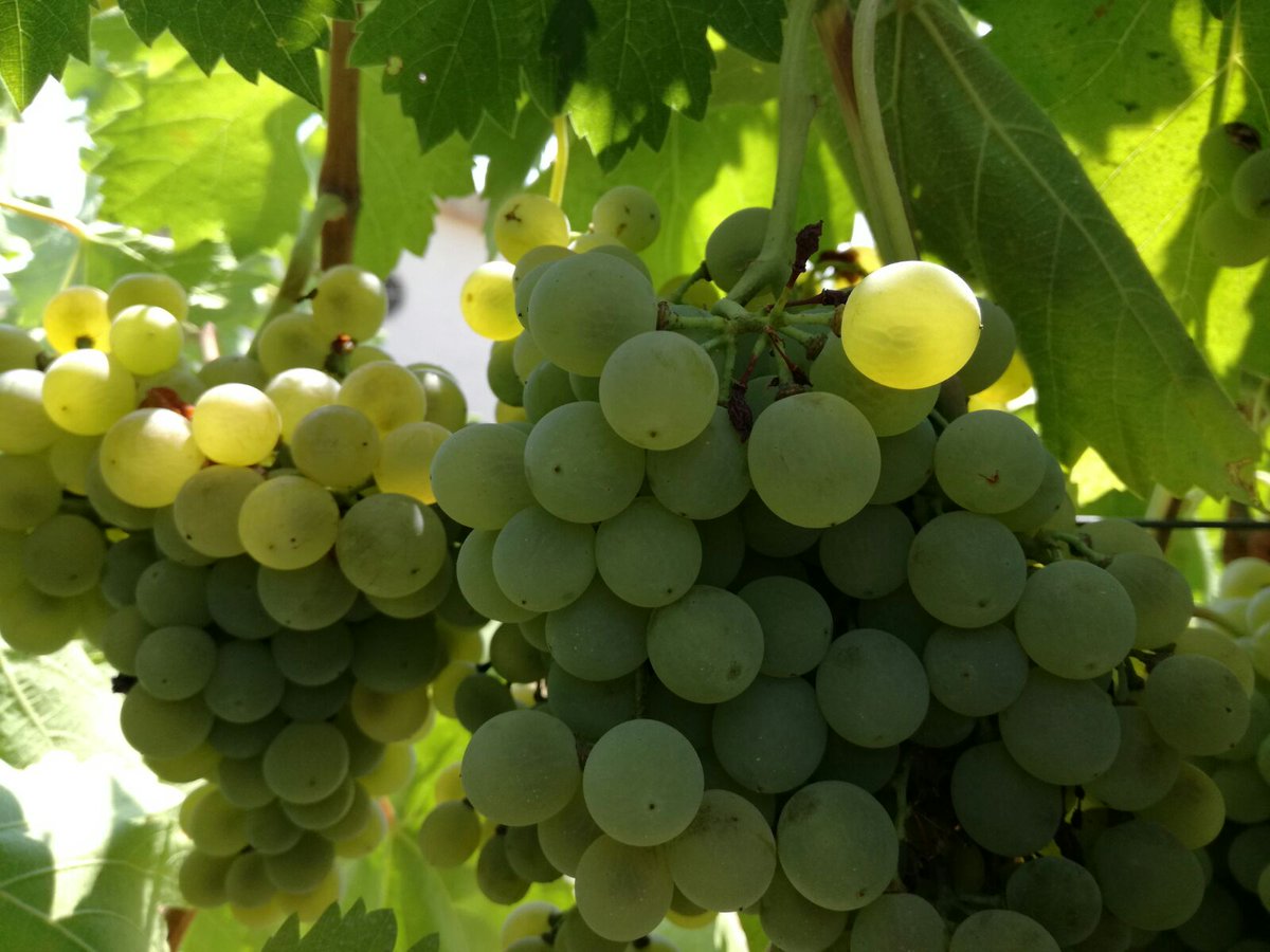vinosdomm's tweet photo. Madurando la uva Pedro Ximenez en #MontillaMoriles
#UvasSanas #UvasdeCalidad https://t.co/c61aNLHiA0