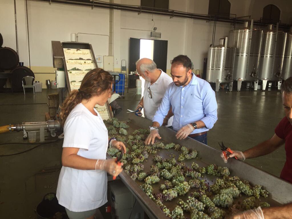 PedroHV2's tweet photo. Vendimia 2017 de Sauvignon Blanc en @Mdevillalua #VillalbadelAlcor #Huelva Enhorabuena por el gran trabajo a su enóloga @Amidelpino https://t.co/yNq2uneKbI