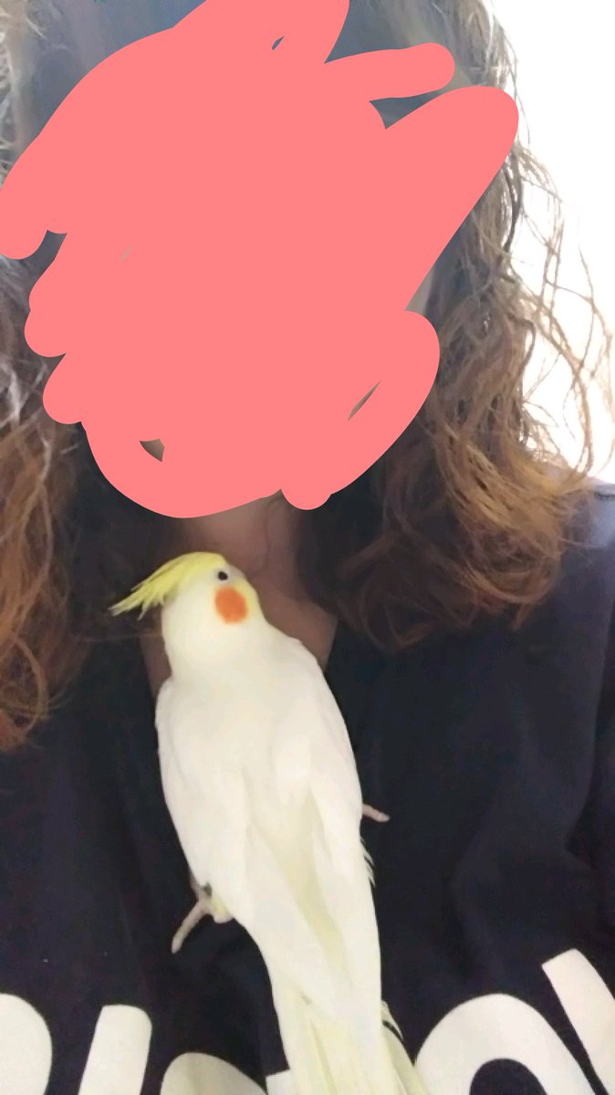 dandelion_cocoa's tweet photo. アンジュのむかしの定位置。病院で嫌なこと(爪切りなど)されたらすぐここによじ登って私にずっとカキカキされてたな…懐かしい…( ´･ω･`)
 #オカメインコ #インコ #定位置 #成長 https://t.co/uIgrvhjbLA