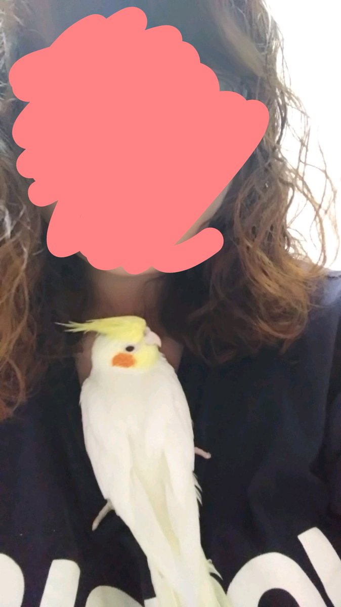 dandelion_cocoa's tweet photo. アンジュのむかしの定位置。病院で嫌なこと(爪切りなど)されたらすぐここによじ登って私にずっとカキカキされてたな…懐かしい…( ´･ω･`)
 #オカメインコ #インコ #定位置 #成長 https://t.co/uIgrvhjbLA