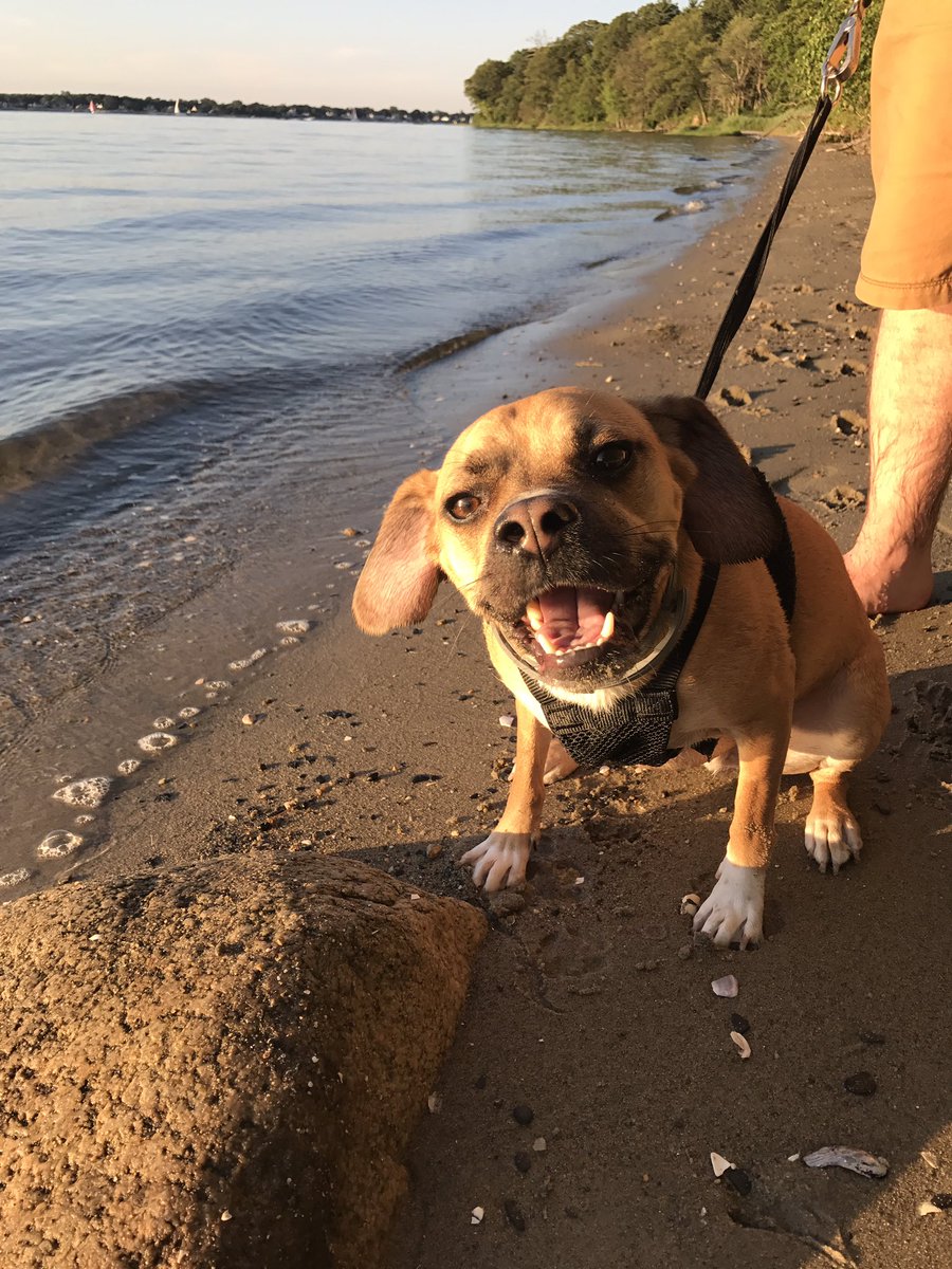 helloalyssac's tweet photo. Today is "Carter fun day" a whole day dedicated to doing Puggle things https://t.co/fR4koDzYqs