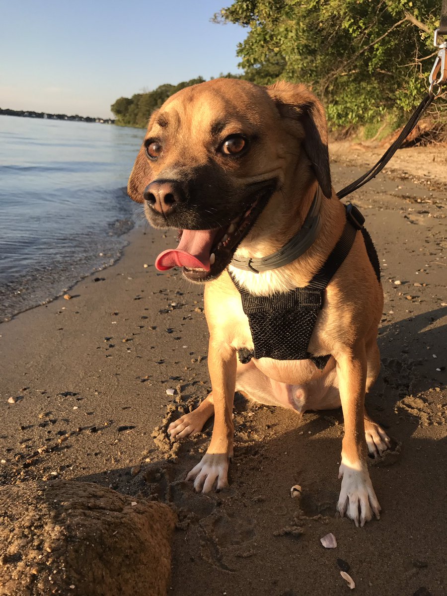helloalyssac's tweet photo. Today is "Carter fun day" a whole day dedicated to doing Puggle things https://t.co/fR4koDzYqs
