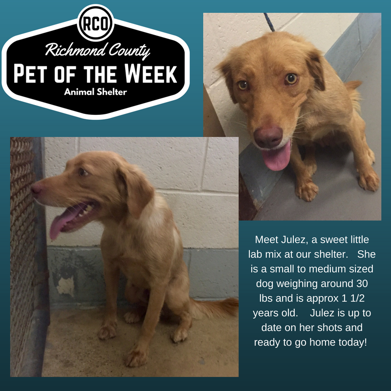 rcoecodev's tweet photo. Meet Julez our Pet of the Week!
#shelterpetsarebest #adoptdontshop #shelterdog   Contact our shelter for more info
https://t.co/Eh5FipYsaE https://t.co/Cnxl5qH9T8