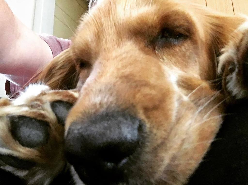Lipkens's tweet photo. He is so cute when he sleeps 😍🐾 #dog #pet #cockerspaniel #dogslife #doglife #dogs #dogstagram #cocker #englishcock… https://t.co/c3J3yQKBNw https://t.co/lHP88Ib4hy