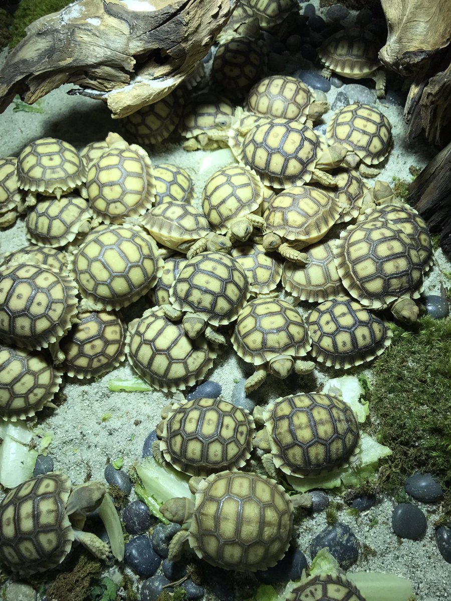 So many awesome critters at #superzoo. Good thing I didn't drive or I may have had to take home a few new friends!