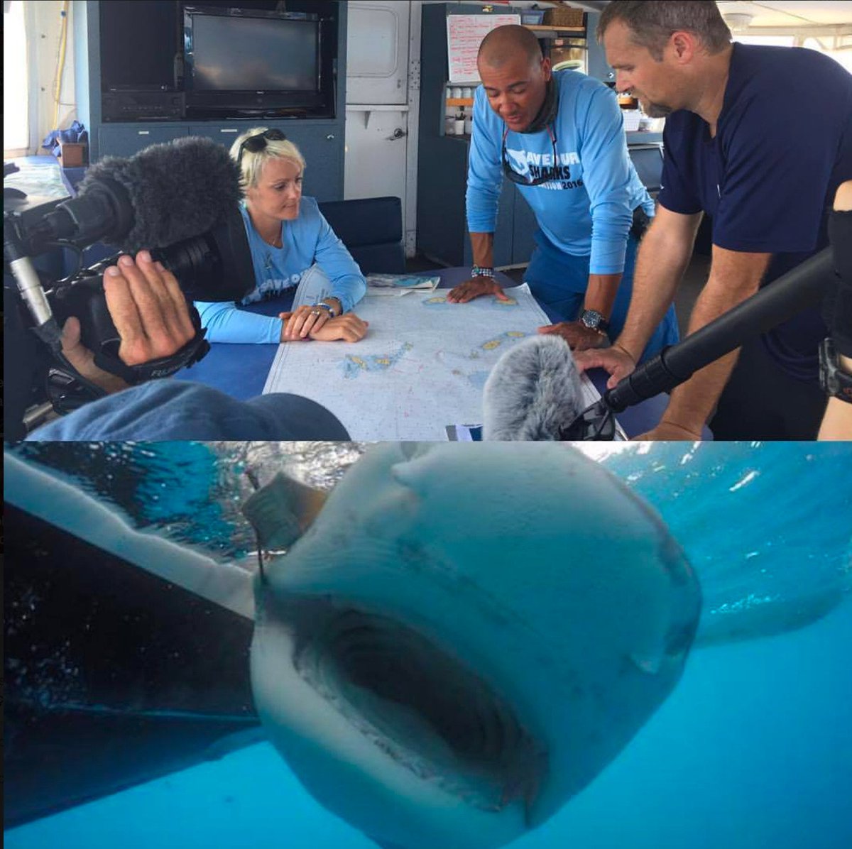 BiminiSharkGirl's tweet photo. #DevilSharks is on NOW! #SharkTagging #TigerShark #SharkWeek https://t.co/JxOgwtR4fe