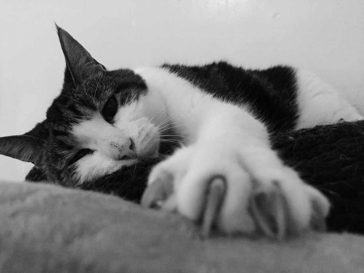 MySlowMoCat's tweet photo. Emily is: Claw Baby. #cats #CatsofTwitter #FluffyFursday #cute #cutecat #clawbaby #sweetkitty #kittybaby #kitty #catnap #naptime https://t.co/FiVaI2xpiR