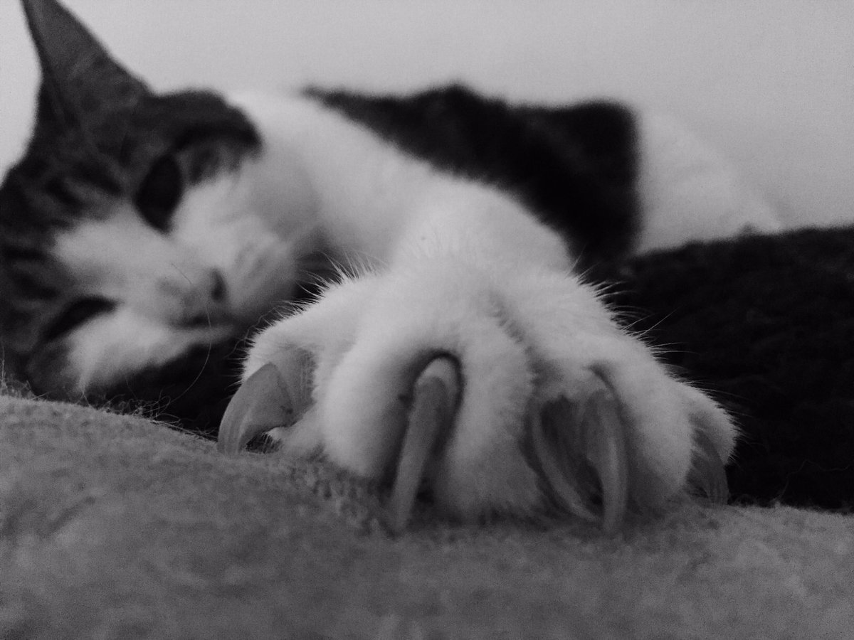 MySlowMoCat's tweet photo. Emily is: Claw Baby. #cats #CatsofTwitter #FluffyFursday #cute #cutecat #clawbaby #sweetkitty #kittybaby #kitty #catnap #naptime https://t.co/FiVaI2xpiR