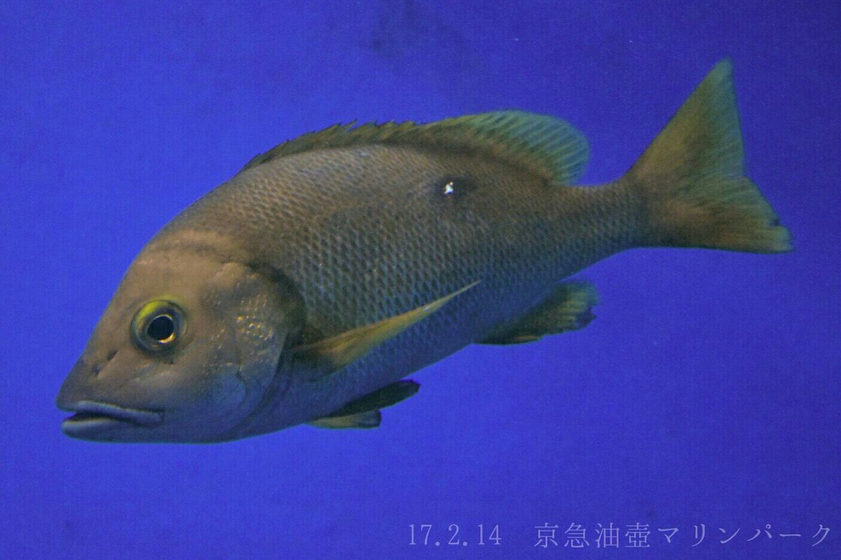 日本の海水魚bot A Twitter フエダイ フエダイ科 レア度 自 水 南日本の海に生息する魚 で この科としては最も北に分布している 黄色いヒレに体の白点が特徴で 幼魚は頬の青い線が目立つ 釣り人からはシブダイの名でよく狙われる高級魚 T Co