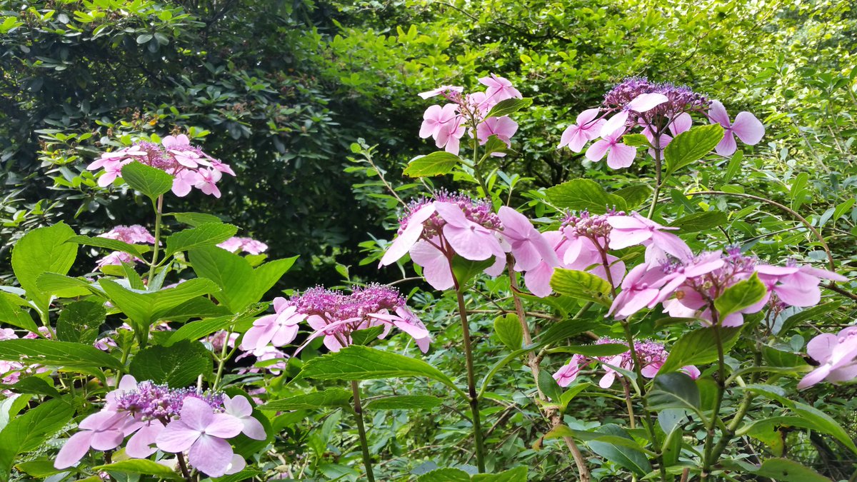 De prachtige Hydrangea involucrata op z'n mooist