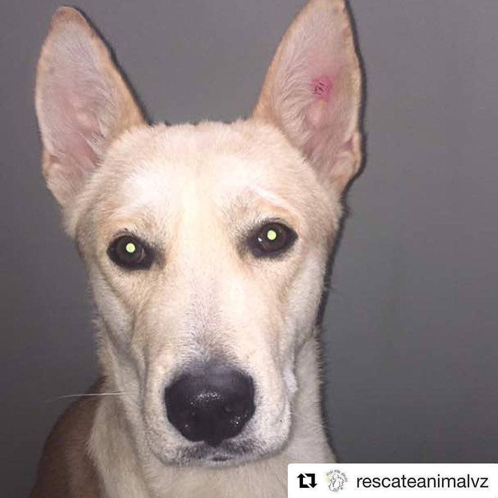 gacusb's tweet photo. HACHI fue rescatado de las protestas y ahora busca un hogar para siempre ❤️ #Repost @rescateanimalvz (@get_repost)… https://t.co/Au3j5CnFdF https://t.co/O6P8nPdRqO