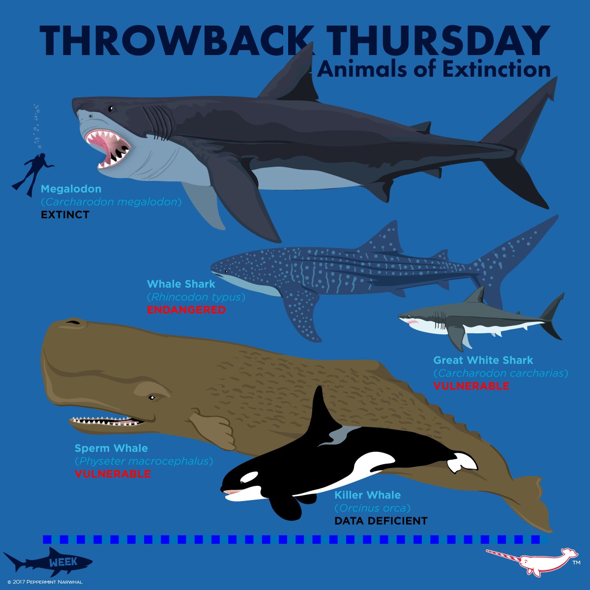 the extinction of fin whale essay Conservation of threatened animals and endangered species sustainable management of their forests the fin whale, the second largest living mammal. the extinction of fin whale essay Conservation of threatened animals and endangered species sustainable management of their forests the fin whale, the second largest living mammal.