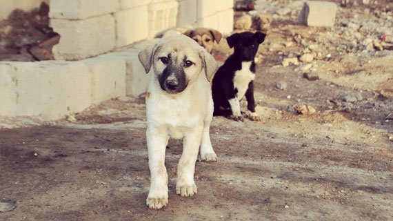 luisdemen's tweet photo. Hoy es el día internacional del perro callejero ¡Adopta NO compres!

RT RT @koncientizando @DominoSoy @Soy_Cachito https://t.co/IZpK9nZcNL