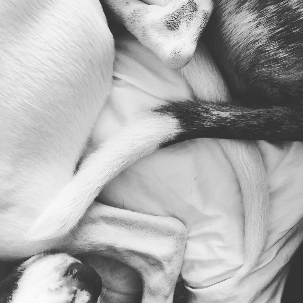 lolathepitty's tweet photo. Legs and tails and lots of ❤️ https://t.co/bLncz0IbsQ https://t.co/fef4yrw0tU
