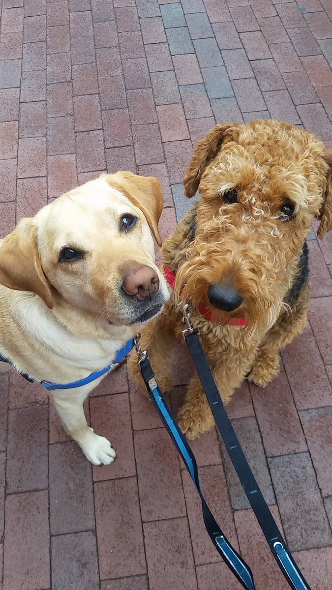 Walking with Baroo is so much fun with a friend! Check one of our favorite duos! 
.
#baroo #dogsoftwitter #petcare #luxuryliving