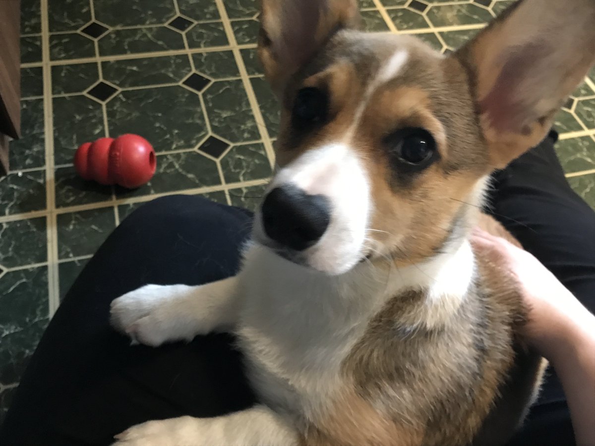 intern_winston's tweet photo. Did someone say corgi? #UKYAChat https://t.co/z4n3mkepg8 https://t.co/IXqjYGwjKv