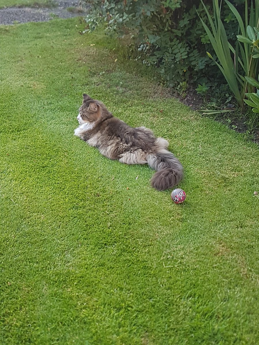 WanderlustJoolz's tweet photo. #catpuddle #mainecoon https://t.co/f1nJaYURmh