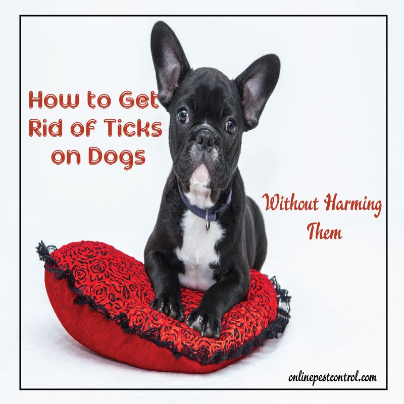 OnPestControl's tweet image. How to Get Rid of Ticks on Dogs Without Harming Them. bit.ly/2uCvWkMTwit #Dogs #Pets #Ticks #Tick