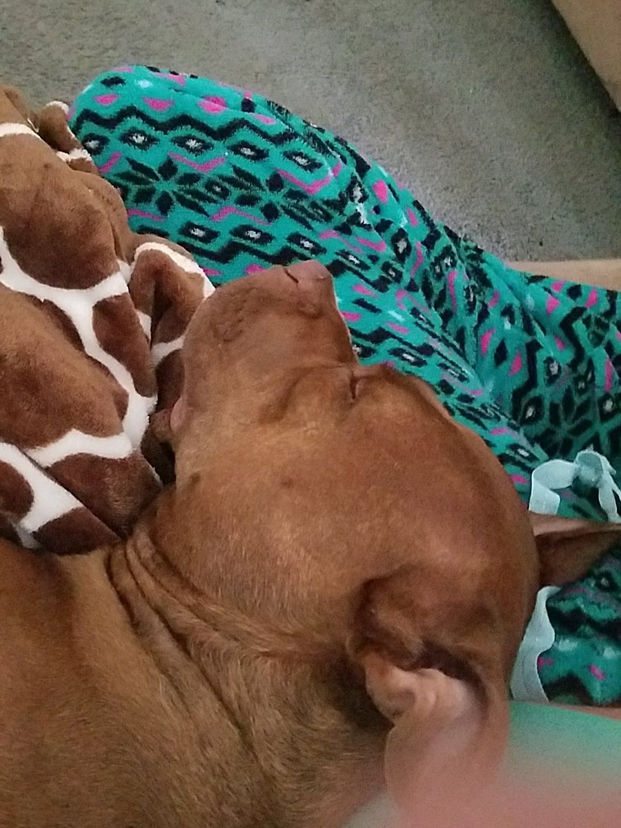 MantzLindsey's tweet photo. Guess this is what we're doing 2day lol. 🐶❤ https://t.co/wSjk77S0Nc