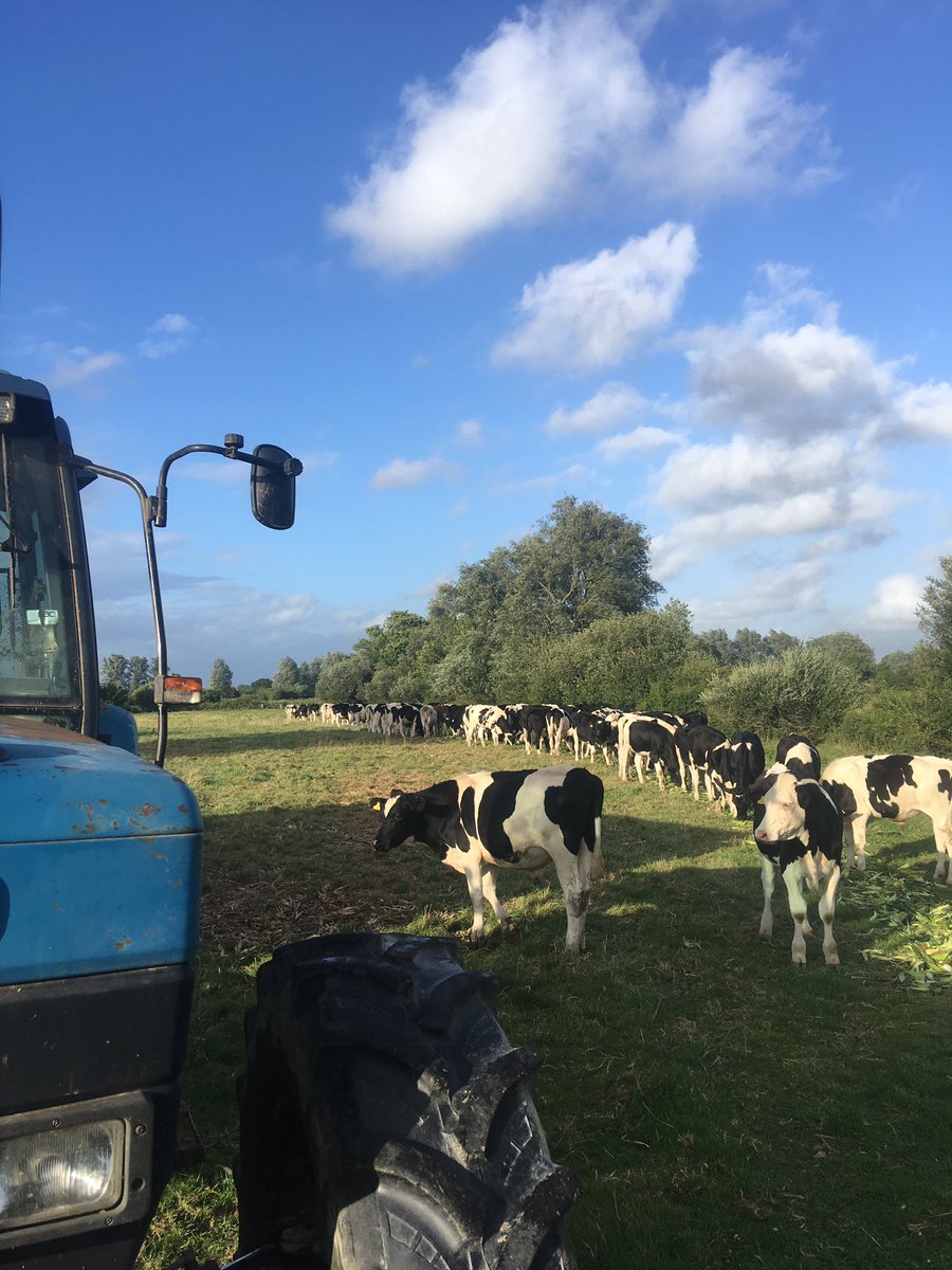 Happy cows on #sweetcorn 🌽.       <a href="/sussexfarming/">A. R. Peters & Son</a>