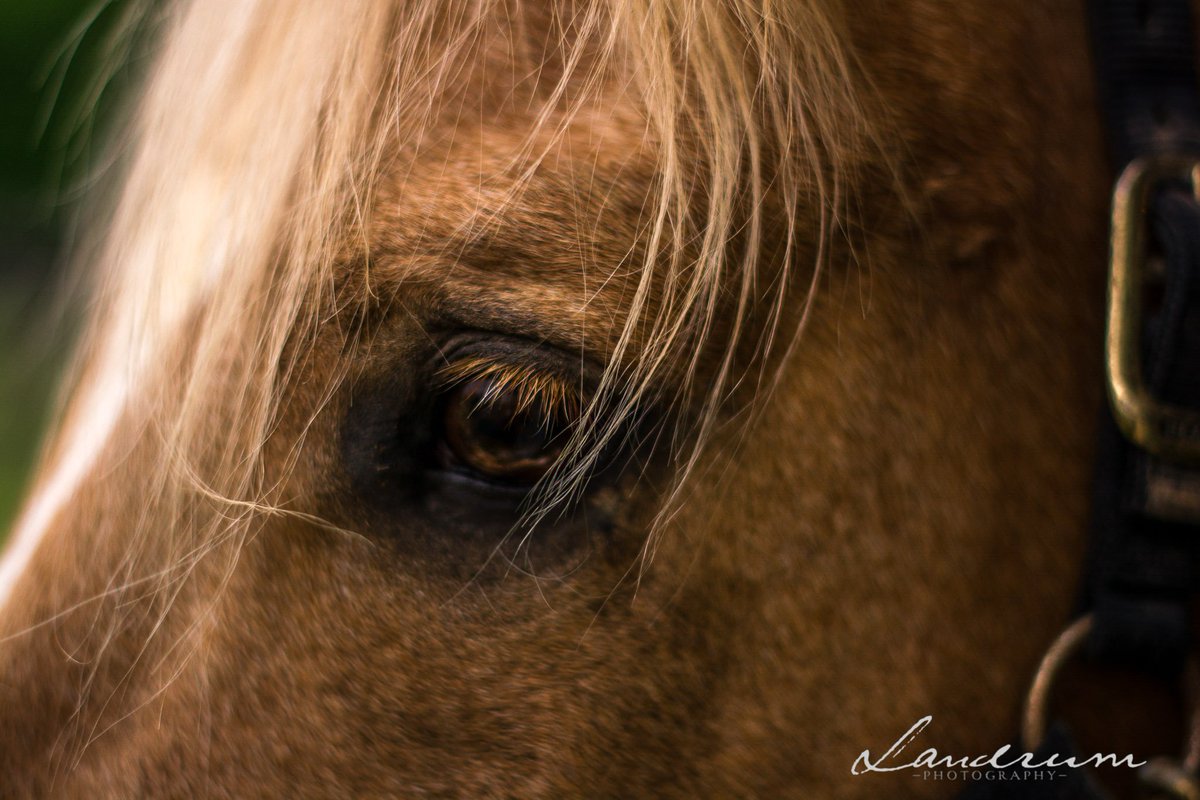 So happy I've decided to specialize in equine and pet photography#mdphotographer #equinephotographer #equinephotography #maryland #baltimore