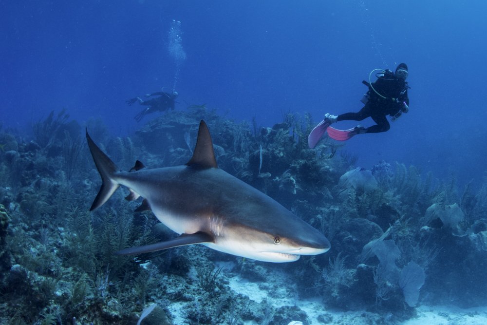 Another beautiful day #scubadiving on East End #caymanislands 
Forecast is for more shark sightings. Lots more....