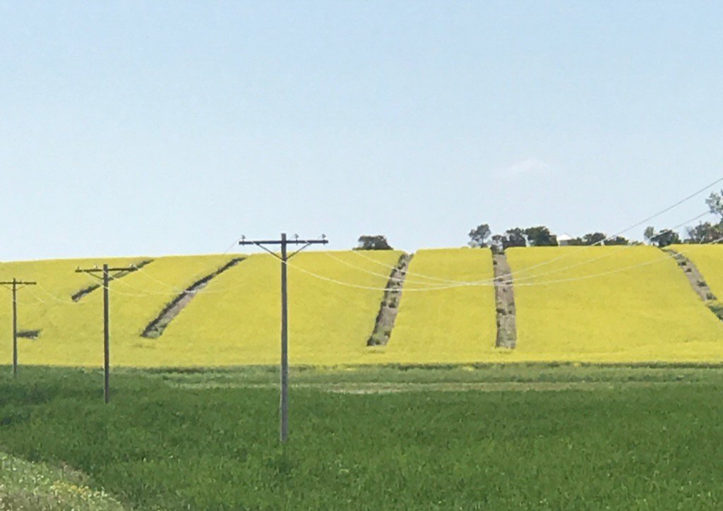 mprice73's tweet photo. @RonRontessier next year be more creative and try writing your name. #stripfarming https://t.co/d4zog7aKSn
