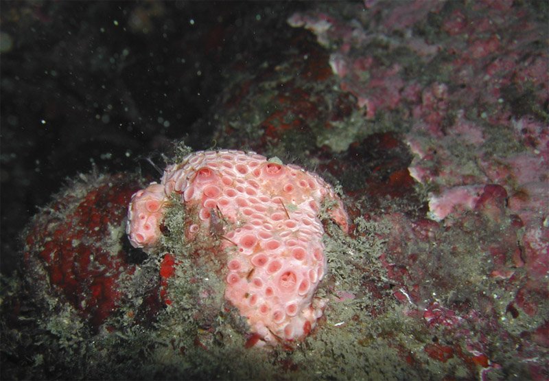 ceabcsic's tweet photo. 3 #projectesEU amb 23 M€ cerquen els secrets amagats de les #esponges #marines i profunditats oceàniques @CSICCat >>https://t.co/8wfjdSozzv https://t.co/ht6BplYMkU