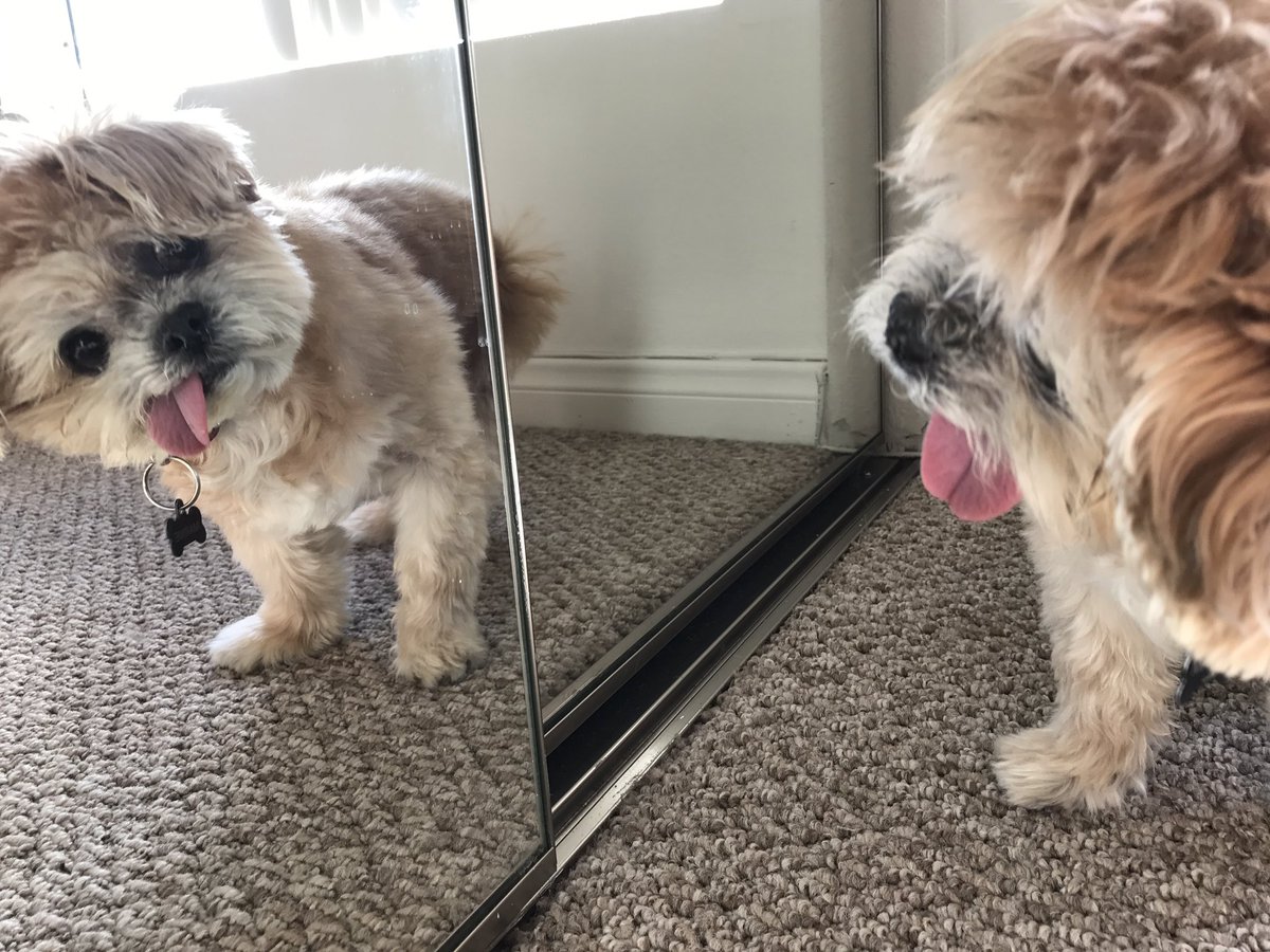 MarnieTheDog's tweet photo. I'm good enough I'm smart enough and doggone it, ppl like me! https://t.co/wBMKLIY3AP