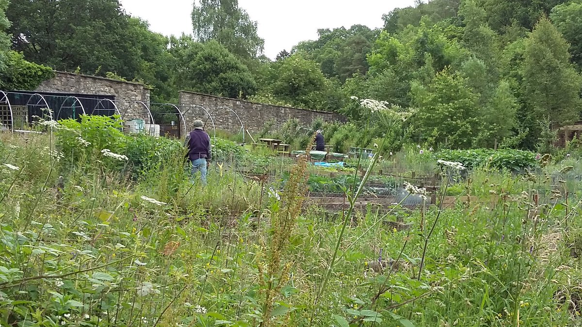 howardfarm's tweet photo. Come on down this Sunday 30th12 -16.00 to @Asslossgarden2  Open Day at KA36BA to see the growth in  vegetables  donated by @AyrshireColl !! https://t.co/QPU768R1Pi