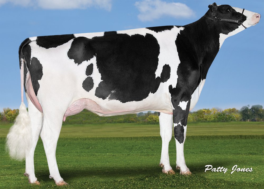 GenervationsInc's tweet photo. New 250HO1127 MAIN EVENT daughter photo: Oconnors Event Lady Luck, Vogue Cattle Co., Brighton, ON, Canada #genderSELECTed #FeedPRO https://t.co/xqIUIRwGSA