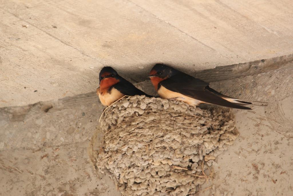 TorontoBirds's tweet photo. #funfact Barn Swallows use mud they mix with grass to construct nests. This nest is built on a vertical wall and is a semicircular cup. https://t.co/jrCIOYMXcj