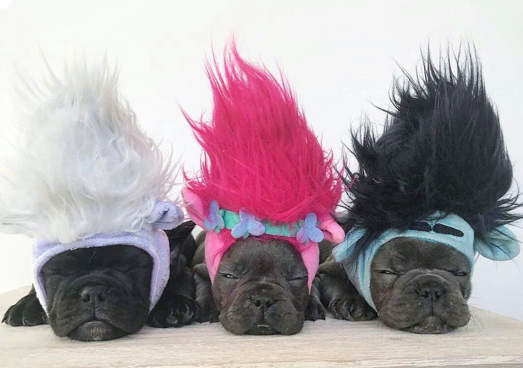 Daily_Frenchie's tweet photo. 💜 IG @bulluxe 💜

#frenchbulldogs #puppy #dogs
#frenchbulldog #puppies #dog
#troll #cute #funny #bulldogs https://t.co/onEKKWNBs1