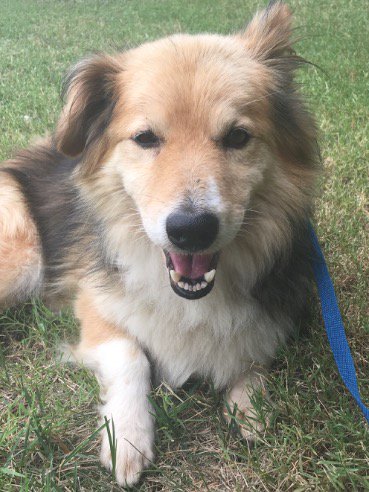 PAWSHertfordCo's tweet photo. Tyson hopes to find a home soon! He is so cute! Come see him @Petsmart0668 Saturday. #AdoptDontShop #dogs #dogsoftwitter #dogsofinstagram https://t.co/aZ2LiCf058