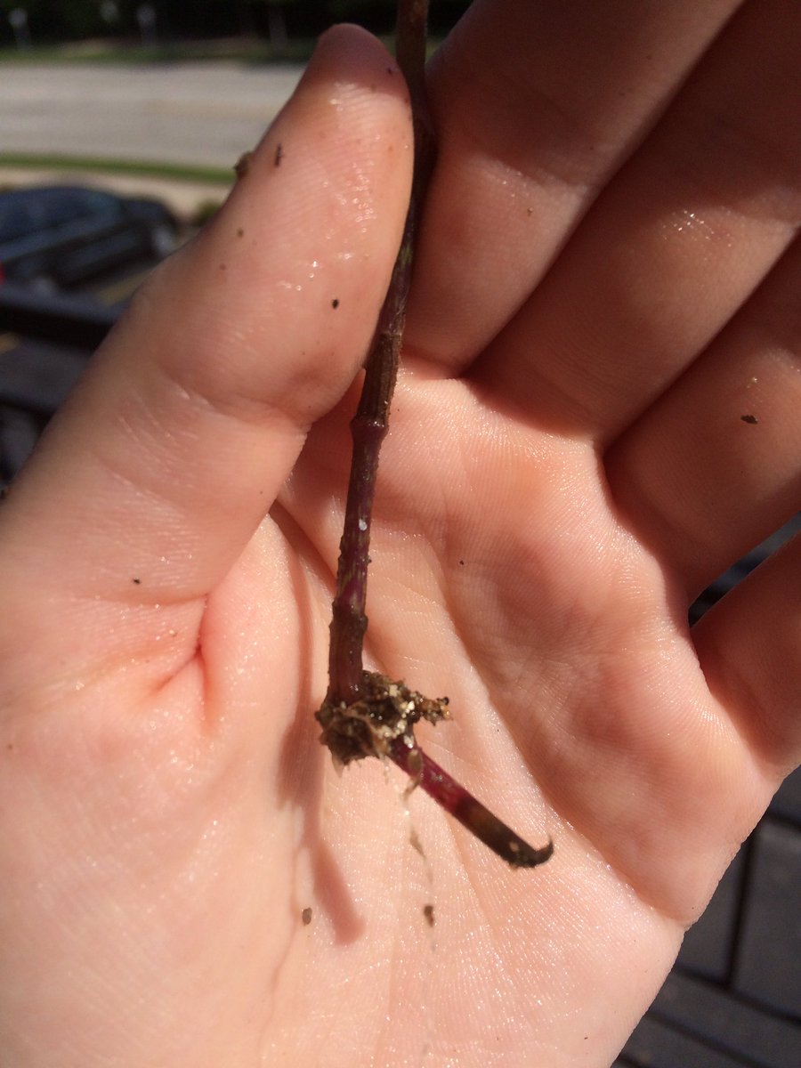grace_squirrel's tweet photo. Experimental group finally grew roots after ending auxin treatment-concentration and placement affect hormone's effect @NutmegSomething https://t.co/mRRS8kbm0l
