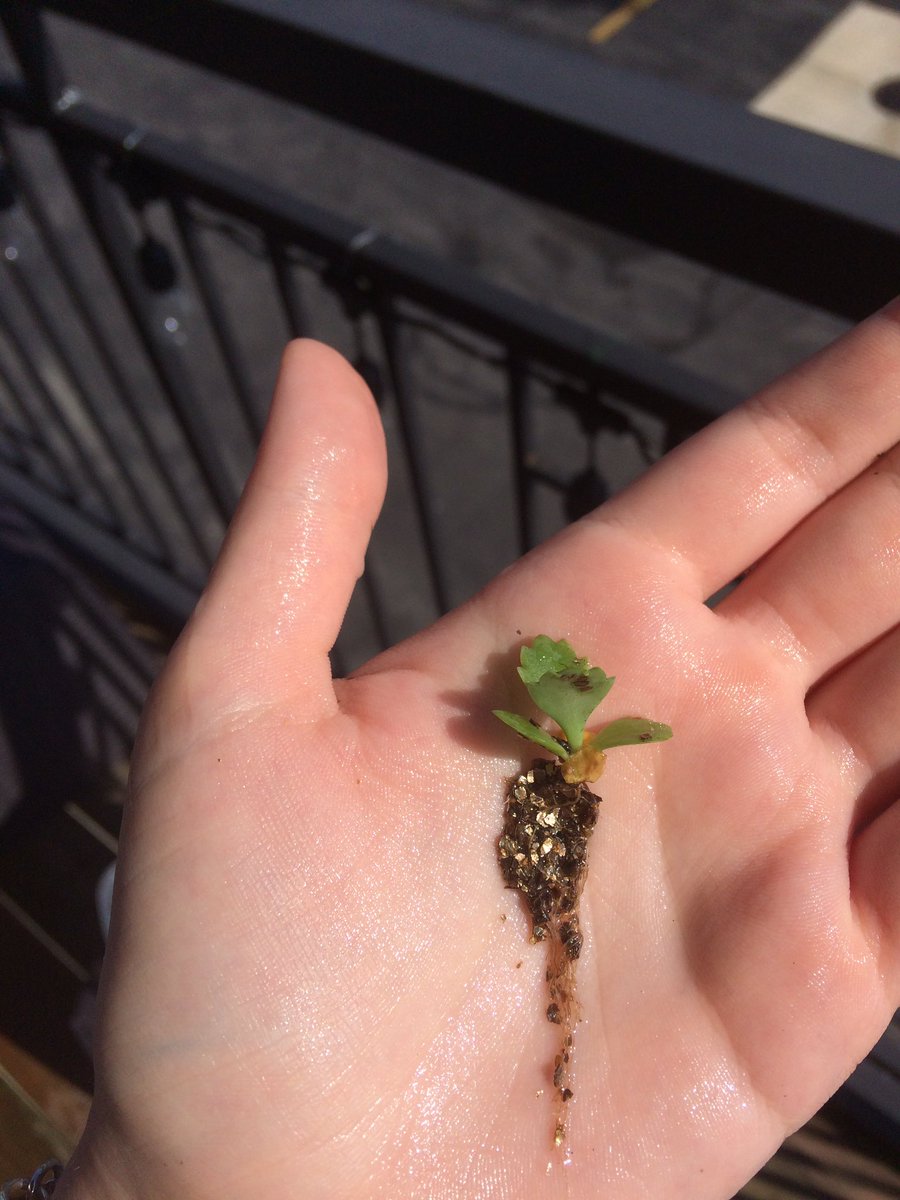 grace_squirrel's tweet photo. Another kalanchoe update-their adventitious roots turned into real root systems (using auxin for elongation, of course) @NutmegSomething https://t.co/rVxNPnI40Q