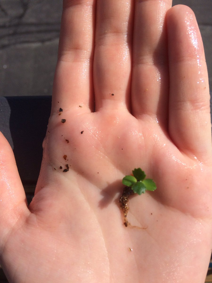 grace_squirrel's tweet photo. Another kalanchoe update-their adventitious roots turned into real root systems (using auxin for elongation, of course) @NutmegSomething https://t.co/rVxNPnI40Q