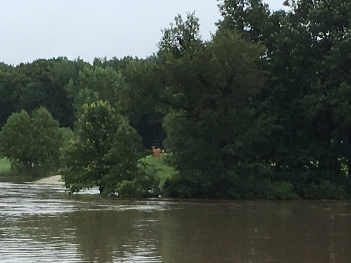 HOAgolfSuper's tweet photo. More water than land at HOA. Deer stranded on 7 green https://t.co/t9Rfv563nD