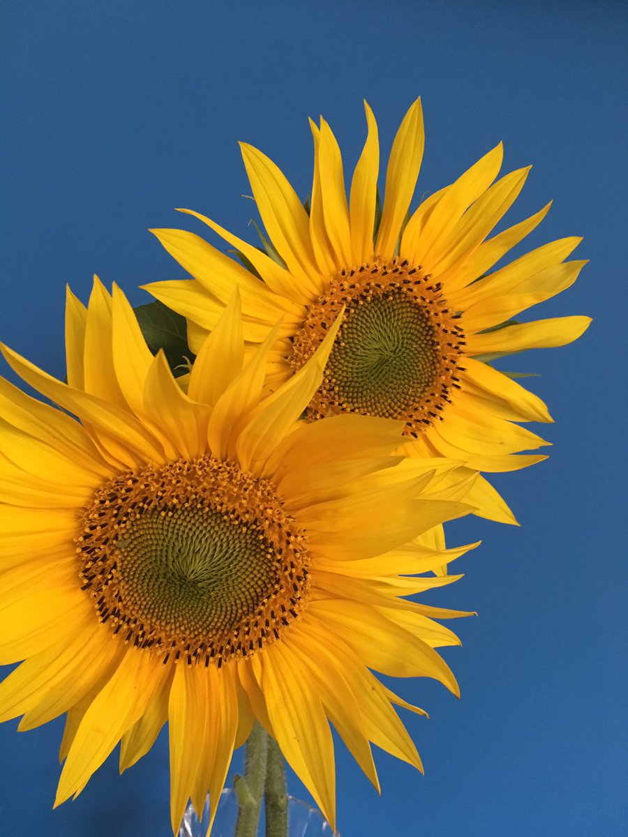 NatalieWickins's tweet photo. How can this not make you smile. #happythursday #sunshineathome https://t.co/T7xxpeoHR2
