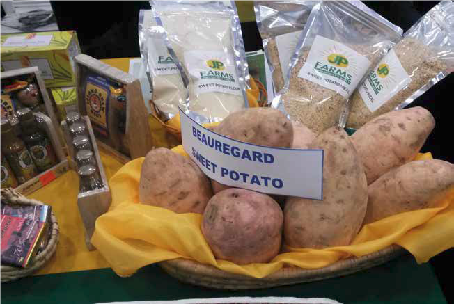 CTAflash's tweet photo. Learn more on #sweetpotato value chain here > https://t.co/83avog6TWE #investment #caribbean #intra_app @FAST_Intl https://t.co/inGuQo4DBo