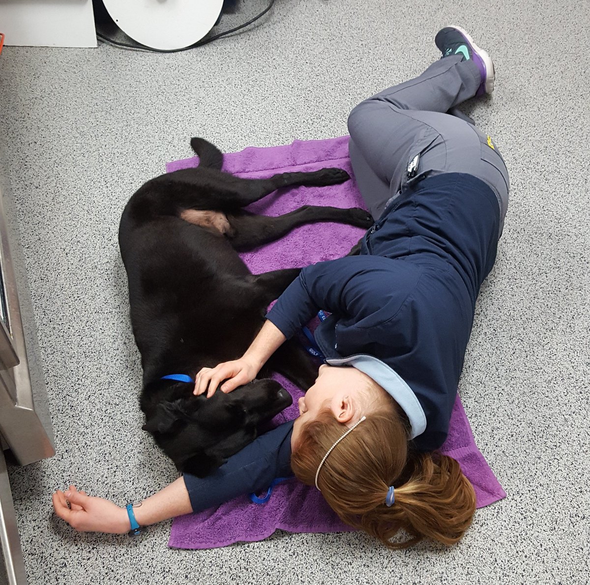 gcvspecialists's tweet photo. When your patient might as well be your own pet. #RehabilitationandFitnessDept #kneesurgery #physicaltherapy #snuggletherapy #GCVS https://t.co/nVxI0LVpSg